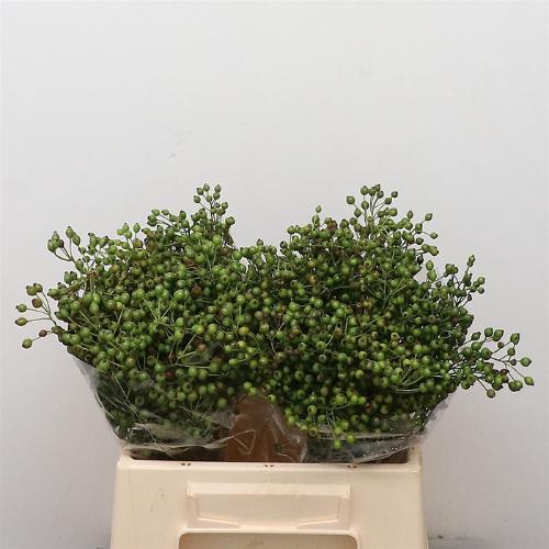 Rosa Plenty (rozenbottel)