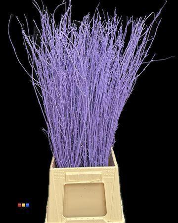 Betula per bos kleurbehandeld