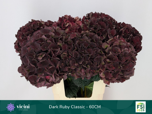 Hydrangea macrophylla Magical Dark Ruby (classic)