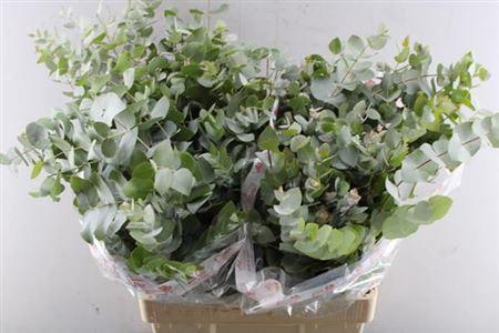 Eucalyptus per bos cinerea