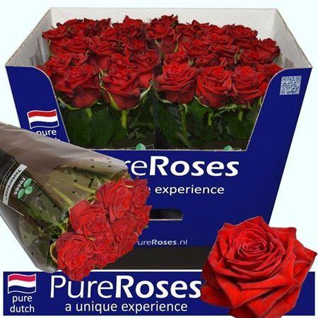 Rosa grootbloemig Testarossa