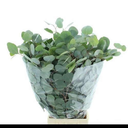 Eucalyptus per bos polyanthemos