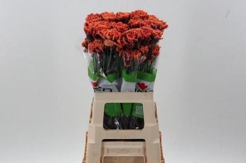 Dianthus standaard kleurbehandeld H%