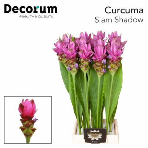 Curcuma Siam Shadow