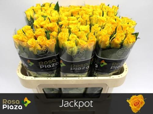 Rosa kleinbloemig Jackpot+