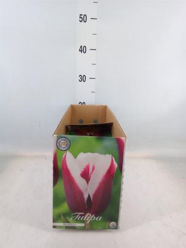 Tulipa (bol)