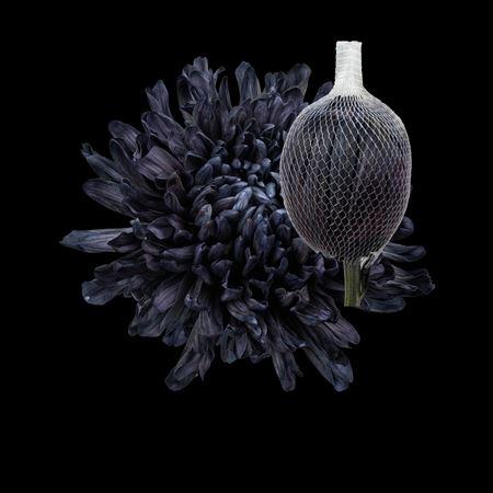 Chrysanthemum (Indicum Grp) geplozen Antonov kleurbehandeld H%