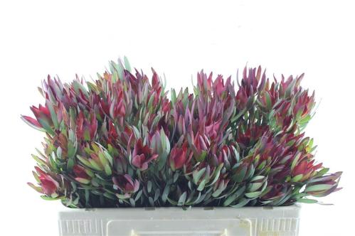 Leucadendron salignum 'Blush'
