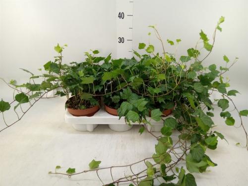 Hedera helix 'Green Ripple'