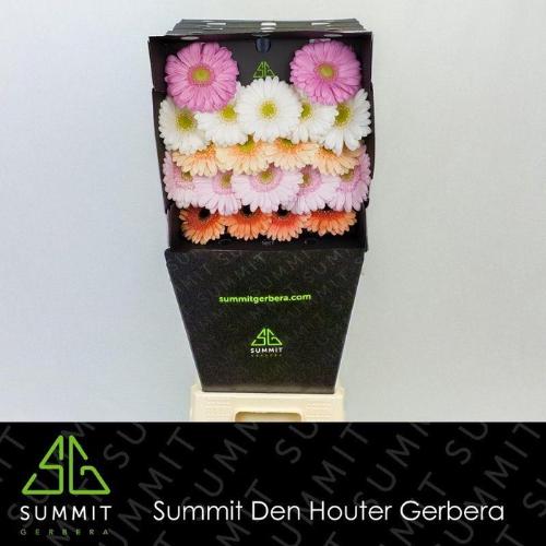 Gerbera mini gemengd op rij