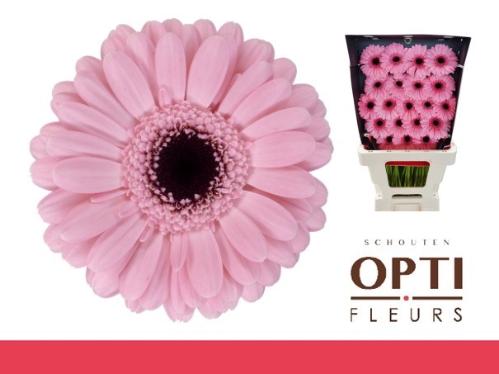 Gerbera mini Smart
