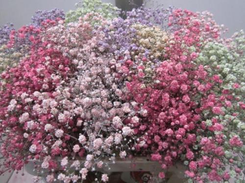 Gypsophila overig kleurbehandeld H%