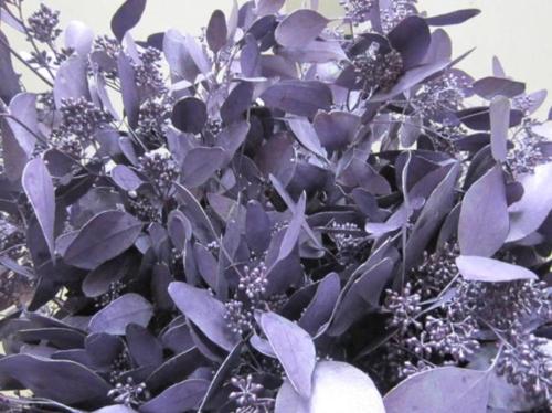 Eucalyptus kleurbehandeld per bos H%