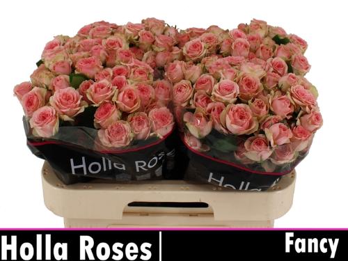 Rosa tros Fancy