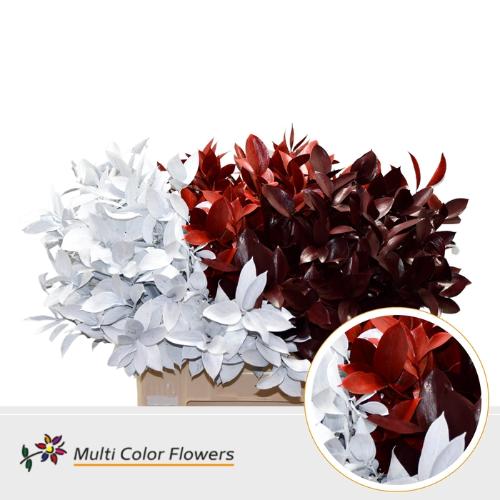 Ruscus kleurbehandeld H%