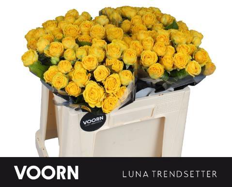 Rosa tros Luna Trendsetter