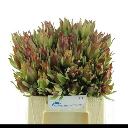 Leucadendron overig