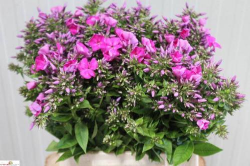 Phlox Paniculata Grp 'Blue Boy'