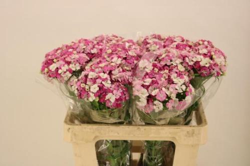 Dianthus barbatus Melian Breanthus