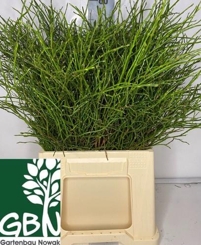 Vaccinium myrtillus per bos