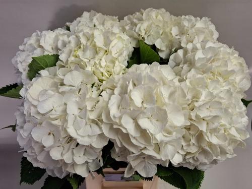 Hydrangea macrophylla Noordpool