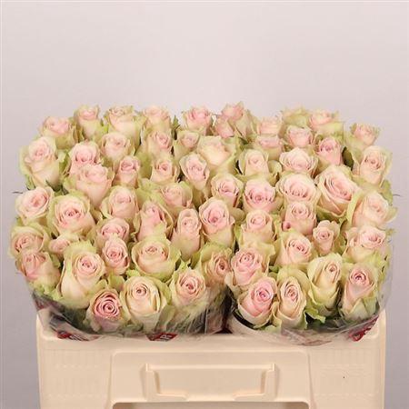 Rosa grootbloemig Pink Athena