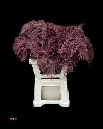 Asparagus overig kleurbehandeld H%