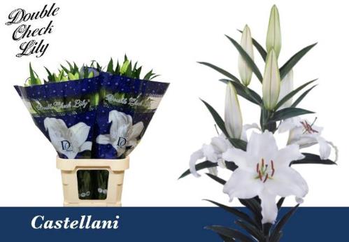 Lilium Oriental Grp 'Castellani'