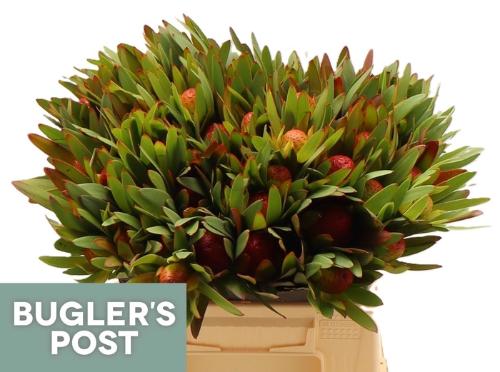 Leucadendron Ayoba Sky