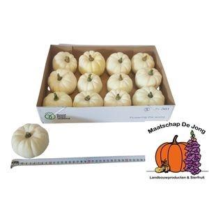 Siervruchten per stuk Cucurbita pepo 'Baby Boo'