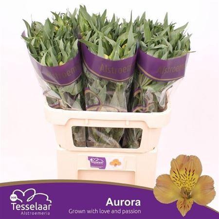 Alstroemeria Aurora
