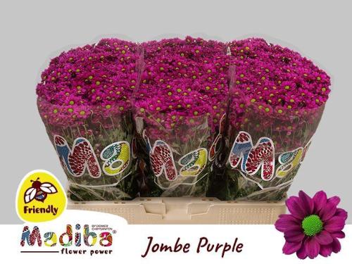 Chrysanthemum Indicum Grp tros santini Madiba Jombe Purple