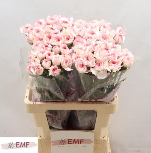 Dianthus standaard 'Pastel Damascus'