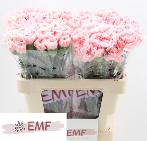 Dianthus standaard Pink Montezuma