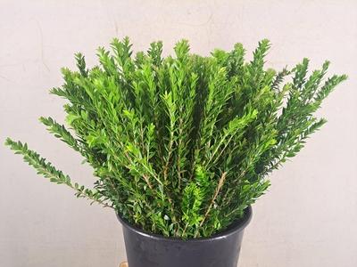 Myrtus overig met bes