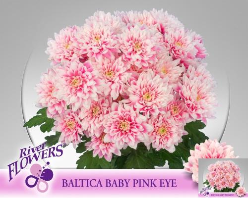 Chrysanthemum (Indicum Grp) tros Baltica kleurbehandeld H%