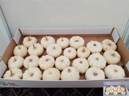 Siervruchten per stuk Cucurbita pepo 'Baby Boo'