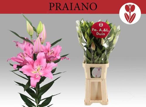 Lilium (Oriental Grp) 'Praiano'