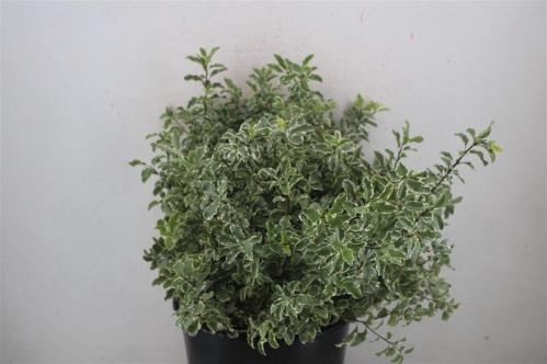 Pittosporum per bos