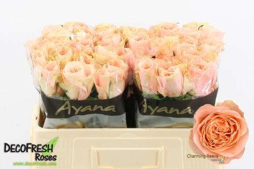 Rosa grootbloemig Charming Reeva