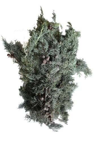 Cupressus arizonica 'Glauca' per kilo