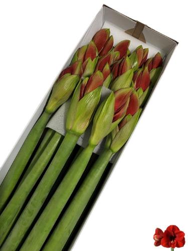 Hippeastrum Galaxy Grp 'Ferrari'