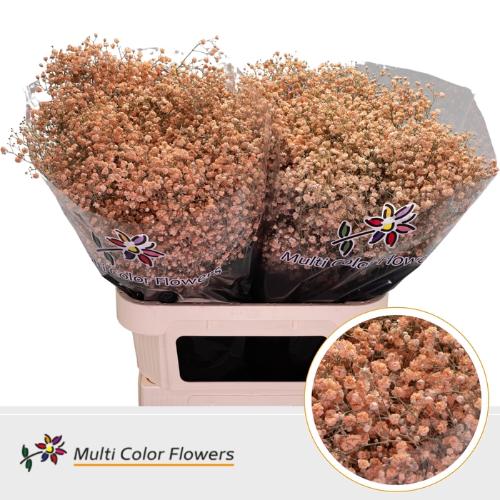 Gypsophila overig kleurbehandeld H%