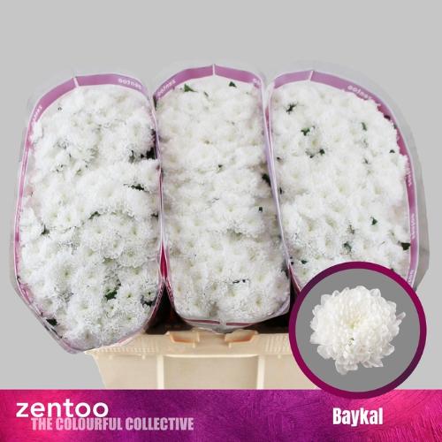 Chrysanthemum (Indicum Grp) tros santini Baikal