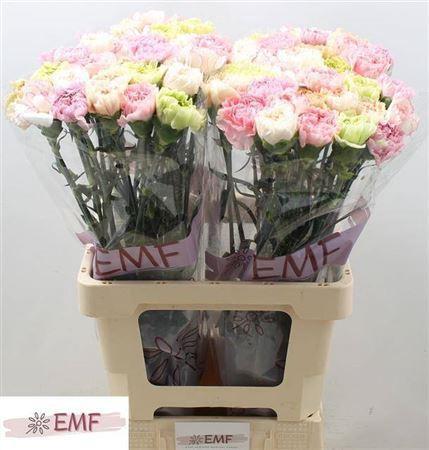 Dianthus standaard gemengd in bos