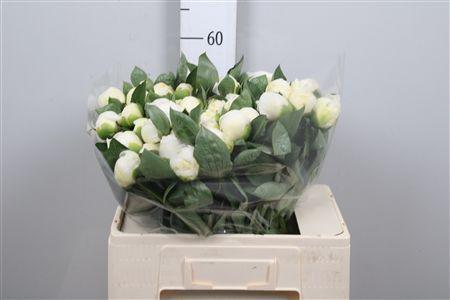 Paeonia Lactiflora Grp 'Duchesse de Nemours'