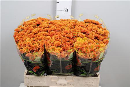 Chrysanthemum (Indicum Grp) tros santini AAA Staryu