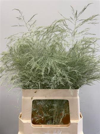Decoratiegroen kleurbehandeld per bos H%