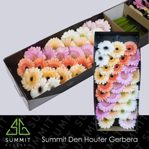Gerbera mini gemengd op rij