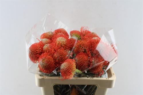 Leucospermum cordifolium 'Succession'